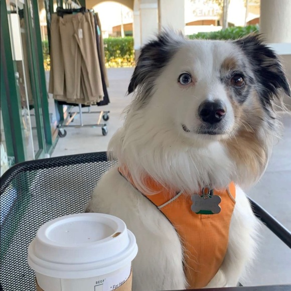 Meet your Posher, Silvia - Picture 1 of 1